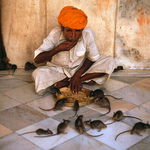 Rat temple with priest India