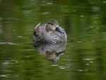 Gadwall