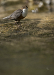 Dippers, North Wales