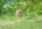 Golden Jackal