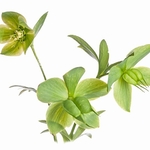 Green Hellebore (Helleborus viridis)