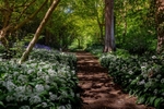 z4032 Wild Garlic, Batts Copse, Shanklin