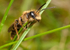 Andrena bucephala (m)