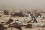 Magellanic Penguin on misty beach, Saunders Island, Falklands