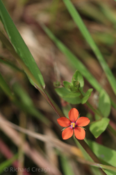 Scarlet Pimpernel