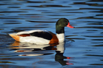 Shelduck