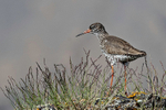Redshank