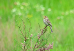 Corn Bunting