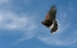 04 Janet Hill_Harris Hawk in flight