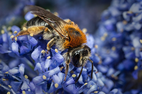 [i]Andrena haemorrhoa[/i] female, nectaring on Ceanothus flowers. Staffordshire garden, June 2015.