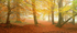 Mist in the woods, Ashridge Estate, Chilterns EDC138