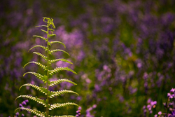 Frond - Bluebells