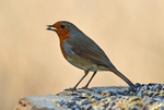 Robin