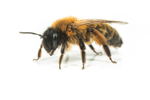 Andrena nigroaenea (f)