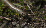 Slow worm limbless reptile, Isle of Mull, Scotland