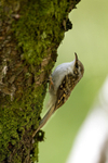 TREECREEPER portfolio