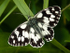 Marbled White