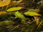 Edible Frog