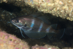 Trisopterus luscus
