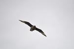 Great Skua