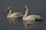 Whooper Swans