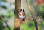 Goldfinch