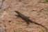 Snake Eyed Lizard (Lesvos)