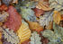 Autumn carpet