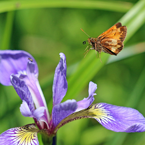 A Hobomok butterfly in flight over a blueflag iris.