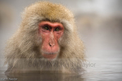 Japanese Macaque in Onsen