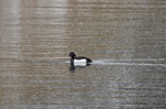 Tufted Duck