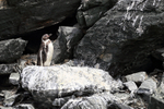 Humboldt Penguin portfolio