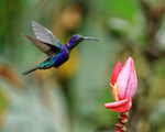 Violet Sabrewing (male) hovering by flower, Buena Vista, Costa Rica