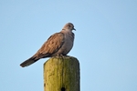 Collared Dove
