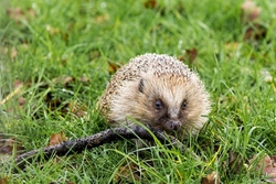 Hadgehog