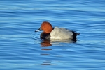 Common Pochard