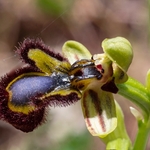 The mirror Ophrys (Ophrys speculum syn O. ciliata)