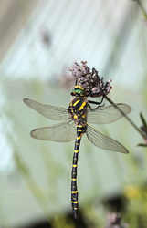 Nature portfolio