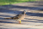 Spotted Dove portfolio