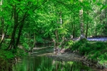 Bluebells by the River