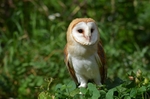 Barn Owl