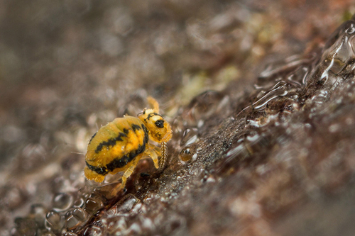 [i]Sminthurinus elegans[/i] On the underside of a fallen branch. Shropshire, January 2016.
