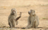 Olive baboons.