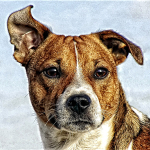 Terrier in the Wind
