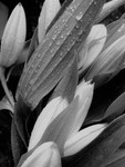 Lily Bouquet (b&w)