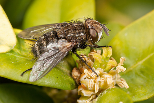 Diptera (True Flies)