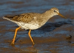 Redshank 1