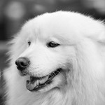 Samoyed Portrait