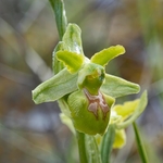 Early spider orchid subspecies (Ophrys incubacea = (also O. sphegodes ssp atrata) -apochromic form