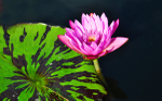 Pink Water Lily